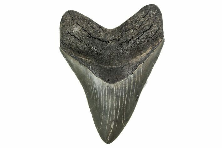 Serrated, Colorful, Fossil Megalodon Tooth - Georgia #338746
